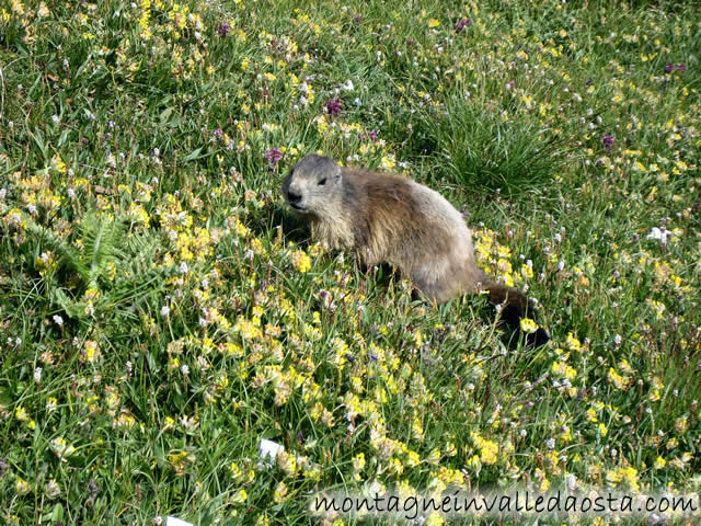 marmotta